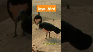 The Maleo bird wildlife shorts animals [upl. by Anirad969]