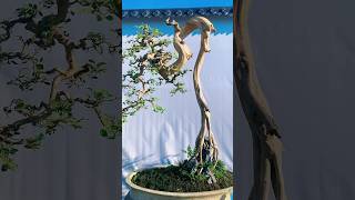 Beautiful Bonsai Works🌳🌲💥510shorts shortsvideo beautifulbonsai art khuebonsai🥰❤️ [upl. by Anirec]