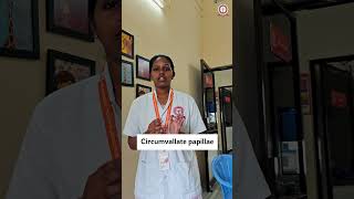 Asking questions to College Students random 👩‍⚕️ part 04  circumvallate papillae dentalstudents [upl. by Broadbent]