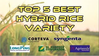 TOP 5 BEST HYBRID RICE VARIETY  v07 [upl. by Murtagh305]