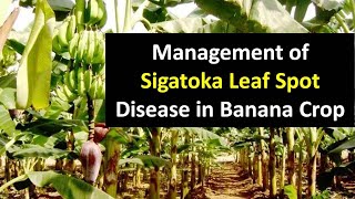 Management of Sigatoka Leaf Spot Disease in Banana crop [upl. by Renat]