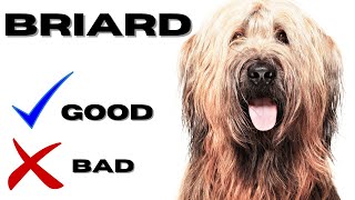 Briard Top 10 Facts  Pros and Cons you must know [upl. by Adlanor852]