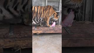 tiger eating fresh meat 1 kg tiger animalkingdom artmusic animals tigercat zooanimals [upl. by Alon]