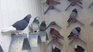 TIPPLERS 2018 PIGEON PELLUMBAT [upl. by Anuahsed]