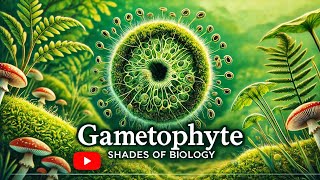 Gametophyte VS Sporophyte Part  1 l NEET l CBSE l Plant Kingdom [upl. by Silvio]