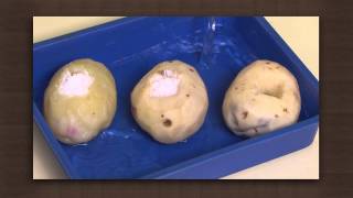 Potato experiment  Osmosis  Biology [upl. by Knight495]