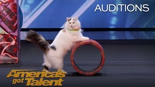 The Savitsky Cats Super Trained Cats Perform Exciting Routine  Americas Got Talent 2018 [upl. by Remus]