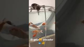 El gato🙀 pescador 🐟 bromas risa carcajadas gatos pez pecera videosrio republicadominicana [upl. by Narmis]