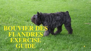 Bouvier des Flandres exercise Need and Ideas [upl. by Fredi]