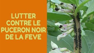 Comment lutter contre le puceron noir de la fève [upl. by Gnod889]