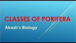 Classification of Porifera [upl. by Zeiler]