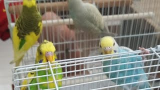 Adorable Bird Budgie  Dominos and Greenwich [upl. by Frayne]