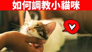 如何教育你的貓？用對這6種方法，貓會親人又聽話！【養貓必看EP13】 [upl. by Darline]