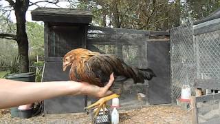 How to tell a hen from a rooster with 2 month old chicks chickens [upl. by Noitsirhc519]