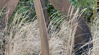 The winter garden with Miscanthus ‘Yakushima Dwarf’ [upl. by Nnylasor167]