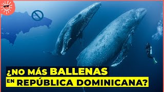 Por qué las BALLENAS JOROBADAS 🐋 podrían DEJAR DE VENIR a Samaná República Dominicana [upl. by Carlye]