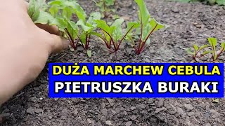 Chcesz mieć Dużą Marchew Pietruszkę Cebulę Buraki  Wykonaj Kluczowy Zabieg Przerzedzanie Warzyw [upl. by Sirred]