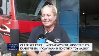 Οι ξερικές ελιές μπερδεύουν τις αποδόσεις στα ελαιοτριβεία  Πολύ καλή η ποιότητα του λαδιού [upl. by Sokairyk]