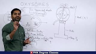 Oxysomes  Degree Final Year [upl. by Yllod]