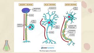 Coordination and Response IGCSE COORDINATED SCIENCE  B91 Nervous control in humans  PART 1 [upl. by Enimzaj21]