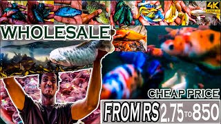 Whole sale fish farm in kolathur for african cichlids  imported betta  kolathur fish farm in tamil [upl. by Mcevoy]