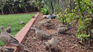 Unbelievable Number Of Birds Show Up In My Yard To Eat [upl. by Malia]