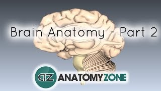 Basic Parts of the Brain  Part 2  3D Anatomy Tutorial [upl. by Guglielmo]