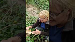 Dryads saddle charnwoodforaging mushroom [upl. by Nyladnewg594]