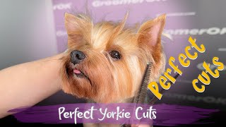 Yorkshire Terrier Grooming  Detailed Yorkie Grooming Guide for Perfect Haircuts  Watch Now [upl. by Anawed704]