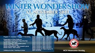 CACIB  Winter Wonder Show 2023  Denmark [upl. by Meela]