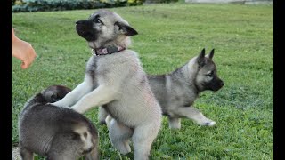 Cute Norwegian Elkhound puppies [upl. by Itaws910]