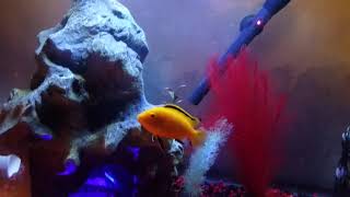 Piranha fish tank with Cichlids Does it work [upl. by Anitsrihc]