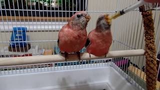 Hand feeding Rosey Bourke Parakeets and a Scarlet Chested Parakeet [upl. by Atsedom]