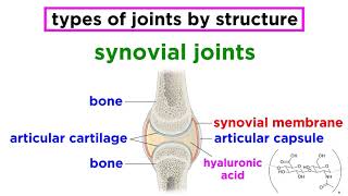 Joints Structure and Types of Motion [upl. by Beryle453]