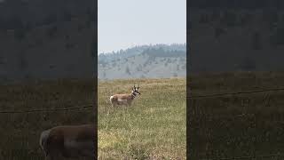 Pronghorn Antelope Shorts [upl. by Quartas]