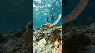 Snorkeling with Turtles in Bali 𓆉 SnorkelingTurtleGiliIslandBaliOceanSwimmingCoralFish [upl. by Alaehs]