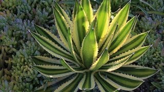 Agave lophantha Quadricolor a gorgeous small agave for gardens and containers [upl. by Mrots]