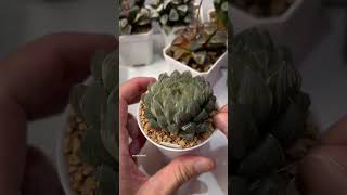 Beheading Haworthia Obtusa OM Variegated plants haworthia propagation plantcaretips [upl. by Noma931]