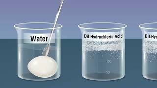 Study the Phenomenon of Osmosis [upl. by Latif244]