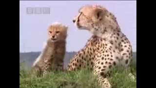 Il Ghepardo Veloce come il Vento  The Cheetah the Fastest Animal [upl. by Martres561]