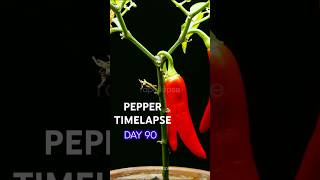 EPIC 90 Days Timelapse of Chili Pepper 🌶️ [upl. by Airebma]