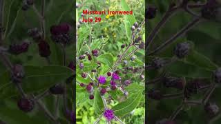 Missouri Ironweed Michigan nativegardening nativeplants wildflower raingarden nolawn nomowlawn [upl. by Remde]