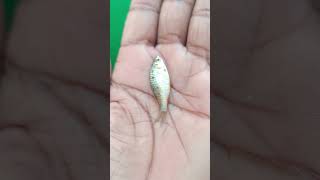 molly fish diet trendingfish molli diet short [upl. by Asilem315]