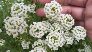 Caring and Propagating Sweet Alyssum Duft Steinrich [upl. by Ecnadnac497]