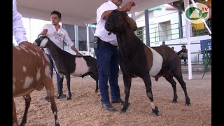 P201 Campeones nacionales de NUBIA ALPINA Y SAANEN [upl. by Erland]