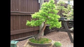 Golden Larch Pseudolarix Bonsai [upl. by Anertac]