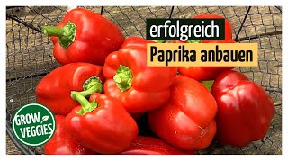 Paprika erfolgreich anbauen  Gemüseanbau im Garten [upl. by Reisman333]