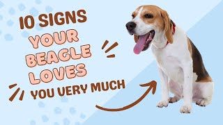 10 Signs Your Beagle Loves You Very Much [upl. by Areta]