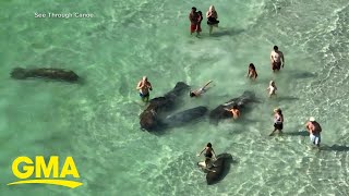 Tourists caught harassing manatees in Florida l GMA [upl. by Brittany]