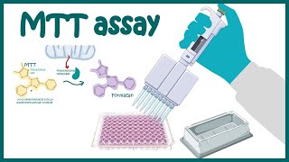 MTT assay  Cell Viability and Cytotoxicity determination using MTT assay [upl. by Ylrebmek]